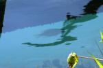 <img150*0:stuff/z/169023/Fish%2520Reference.1/i1278631638_25.jpg>