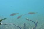 <img150*0:stuff/z/169023/Fish%2520Reference.1/i1278631638_26.jpg>