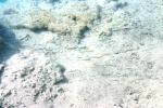 <img150*0:stuff/z/169023/Fish%2520Reference.1/i1278631638_27.jpg>
