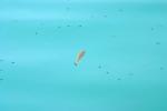 <img150*0:stuff/z/169023/Fish%2520Reference.1/i1278631638_28.jpg>