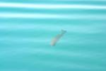 <img150*0:stuff/z/169023/Fish%2520Reference.1/i1278631638_29.jpg>