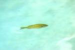 <img150*0:stuff/z/169023/Fish%2520Reference.1/i1278631638_30.jpg>