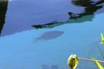 <img150*0:stuff/z/169023/Fish%2520Reference.1/i1278631638_31.jpg>