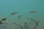 <img150*0:stuff/z/169023/Fish%2520Reference.1/i1278631638_32.jpg>