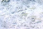 <img150*0:stuff/z/169023/Fish%2520Reference.1/i1278631638_33.jpg>