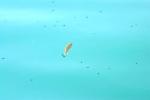 <img150*0:stuff/z/169023/Fish%2520Reference.1/i1278631638_34.jpg>