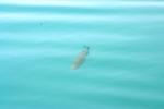 <img150*0:stuff/z/169023/Fish%2520Reference.1/i1278631638_35.jpg>