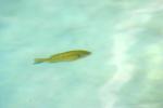 <img150*0:stuff/z/169023/Fish%2520Reference.1/i1278631638_36.jpg>