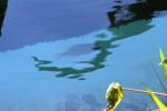 <img150*0:stuff/z/169023/Fish%2520Reference.1/i1278631638_37.jpg>