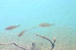 <img150*0:stuff/z/169023/Fish%2520Reference.1/i1278631638_38.jpg>