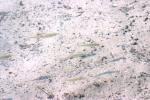 <img150*0:stuff/z/169023/Fish%2520Reference.1/i1278631638_39.jpg>