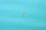 <img150*0:stuff/z/169023/Fish%2520Reference.1/i1278631638_40.jpg>