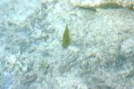 <img150*0:stuff/z/169023/Fish%2520Reference.1/i1278631638_41.jpg>