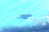 <img100*0:stuff/z/169023/Fish%2520Under%2520Water/i1277163835_1.jpg>