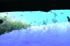 <img100*0:stuff/z/169023/Fish%2520Under%2520Water/i1277163835_10.jpg>