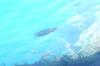 <img100*0:stuff/z/169023/Fish%2520Under%2520Water/i1277163835_12.jpg>