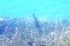 <img100*0:stuff/z/169023/Fish%2520Under%2520Water/i1277163835_13.jpg>