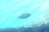<img100*0:stuff/z/169023/Fish%2520Under%2520Water/i1277163835_2.jpg>