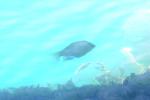 Fish Under Water