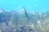 <img100*0:stuff/z/169023/Fish%2520Under%2520Water/i1277163835_3.jpg>