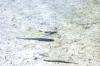 <img100*0:stuff/z/169023/Fish%2520Under%2520Water/i1277163835_4.jpg>