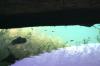 <img100*0:stuff/z/169023/Fish%2520Under%2520Water/i1277163835_5.jpg>