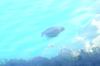 <img100*0:stuff/z/169023/Fish%2520Under%2520Water/i1277163835_7.jpg>
