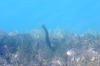<img100*0:stuff/z/169023/Fish%2520Under%2520Water/i1277163835_8.jpg>