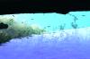 <img100*0:stuff/z/169023/Fish%2520Under%2520Water/i1277163836_15.jpg>