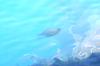 <img100*0:stuff/z/169023/Fish%2520Under%2520Water/i1277163836_17.jpg>