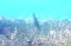 <img100*0:stuff/z/169023/Fish%2520Under%2520Water/i1277163836_18.jpg>