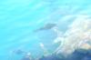 <img100*0:stuff/z/169023/Fish%2520Under%2520Water/i1277163836_22.jpg>