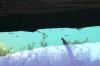 <img100*0:stuff/z/169023/Fish%2520Under%2520Water/i1277163836_24.jpg>