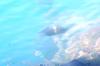 <img100*0:stuff/z/169023/Fish%2520Under%2520Water/i1277163837_27.jpg>