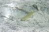 <img100*0:stuff/z/169023/Fish%2520Under%2520Water/i1277163837_28.jpg>