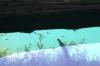 <img100*0:stuff/z/169023/Fish%2520Under%2520Water/i1277163837_29.jpg>