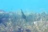 <img100*0:stuff/z/169023/Fish%2520Under%2520Water/i1277163837_31.jpg>