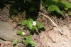 <img100*0:stuff/z/169023/Flower%2520Garden.II/i1277156359_1.jpg>
