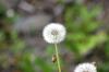 <img100*0:stuff/z/169023/Flower%2520Garden.II/i1277156359_2.jpg>
