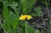 <img100*0:stuff/z/169023/Flower%2520Garden.II/i1277156359_3.jpg>