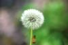 <img100*0:stuff/z/169023/Flower%2520Garden.II/i1277156359_4.jpg>