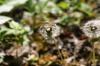 <img100*0:stuff/z/169023/Flower%2520Garden.II/i1277156359_5.jpg>