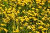 <img100*0:stuff/z/169023/Flower%2520Garden.II/i1277156359_6.jpg>
