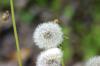 <img100*0:stuff/z/169023/Flower%2520Garden.II/i1277156359_7.jpg>