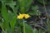 <img100*0:stuff/z/169023/Flower%2520Garden.II/i1277156359_8.jpg>