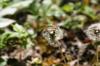 <img100*0:stuff/z/169023/Flower%2520Garden.II/i1277156360_10.jpg>