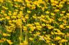 <img100*0:stuff/z/169023/Flower%2520Garden.II/i1277156360_11.jpg>