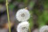 <img100*0:stuff/z/169023/Flower%2520Garden.II/i1277156360_12.jpg>