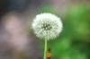 <img100*0:stuff/z/169023/Flower%2520Garden.II/i1277156360_13.jpg>
