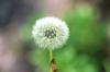<img100*0:stuff/z/169023/Flower%2520Garden.II/i1277156360_14.jpg>